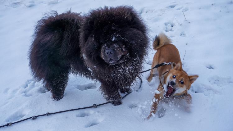 /images/adorable-canine-race-bitsevsky-forest.jpg