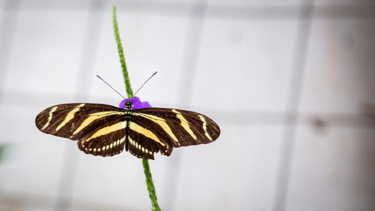 /images/butterfly-wing-transplant.jpg