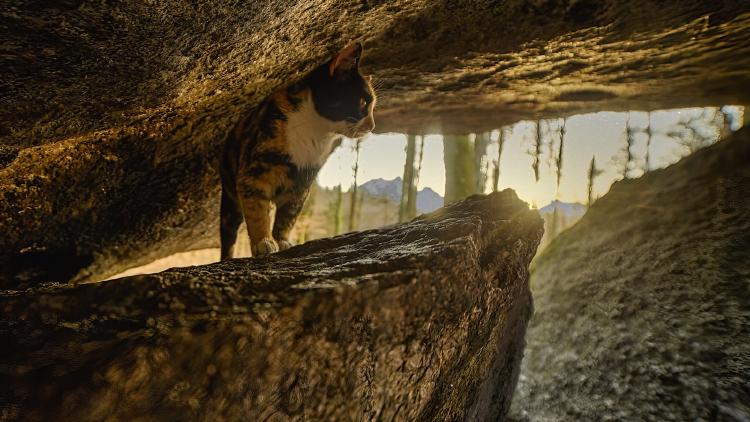 /images/cat-van-adventure.jpg