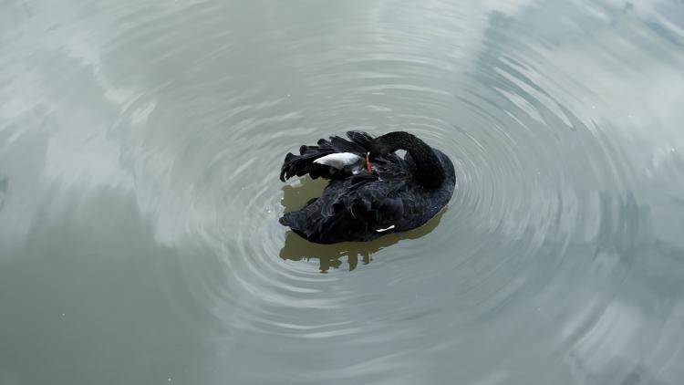 /images/crocs-spider-man-clogs.jpg