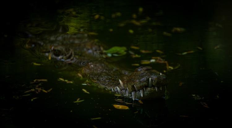 /images/crocs-twilight-clogs.jpg