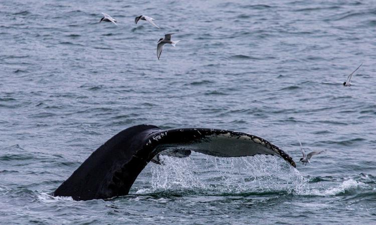 /images/humpback-whale-vladivostok-bay.jpg