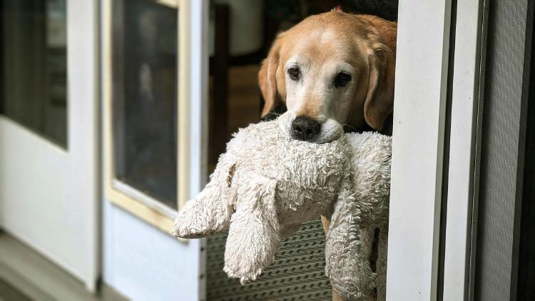/images/indie-dog-favorite-films.jpg