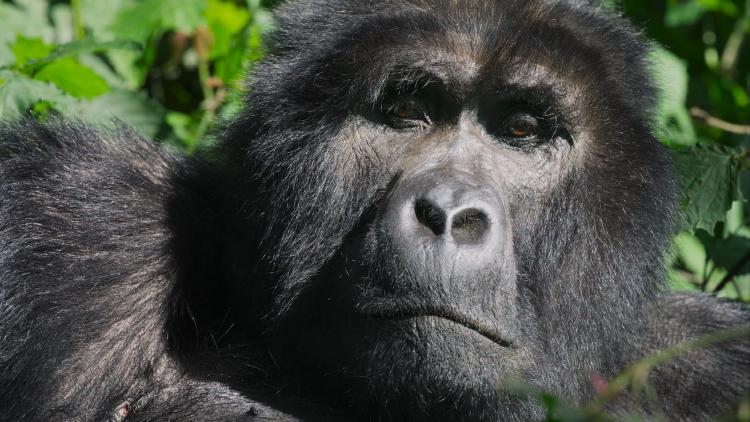/images/jane-goodall-passes-away.jpg