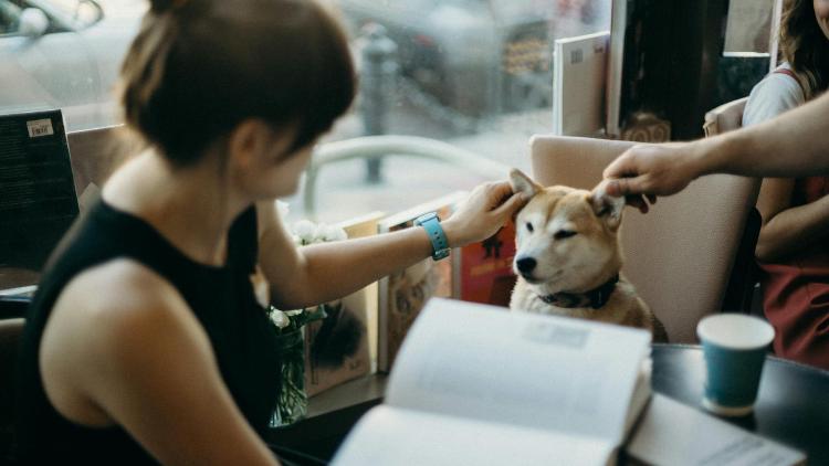 /images/pet-cafe-st-petersburg-license-denied.jpg