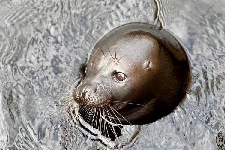 /images/seal-brothers-kroshik-shlisik.jpg