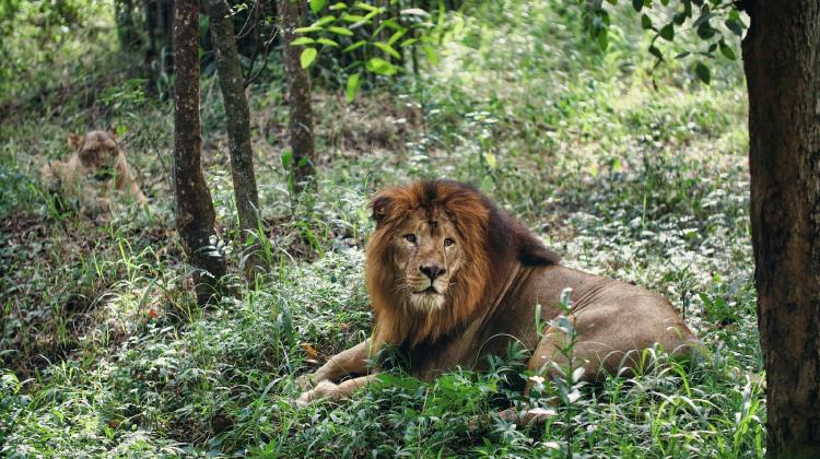 /images/surviving-jungle-70-days.jpg