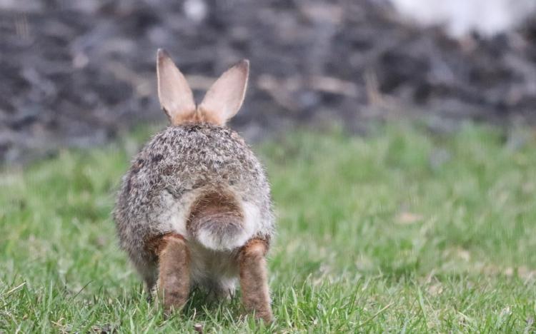 /images/tiktok-dance-challenge-turtles-bunnies.jpg