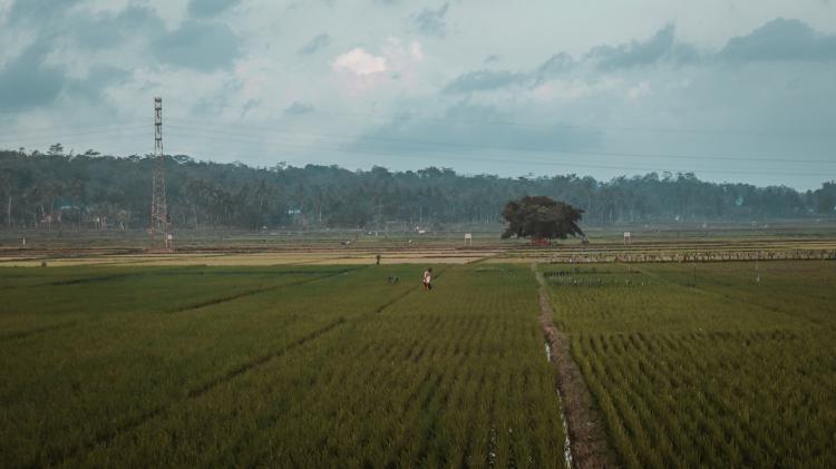 /images/tilda-swinton-apichatpong-weerasethakul-film.jpg