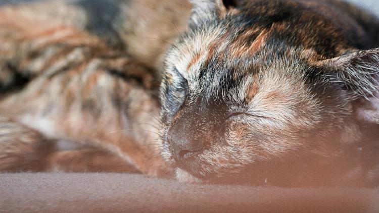 /images/why-animals-deserve-an-oscar.jpg